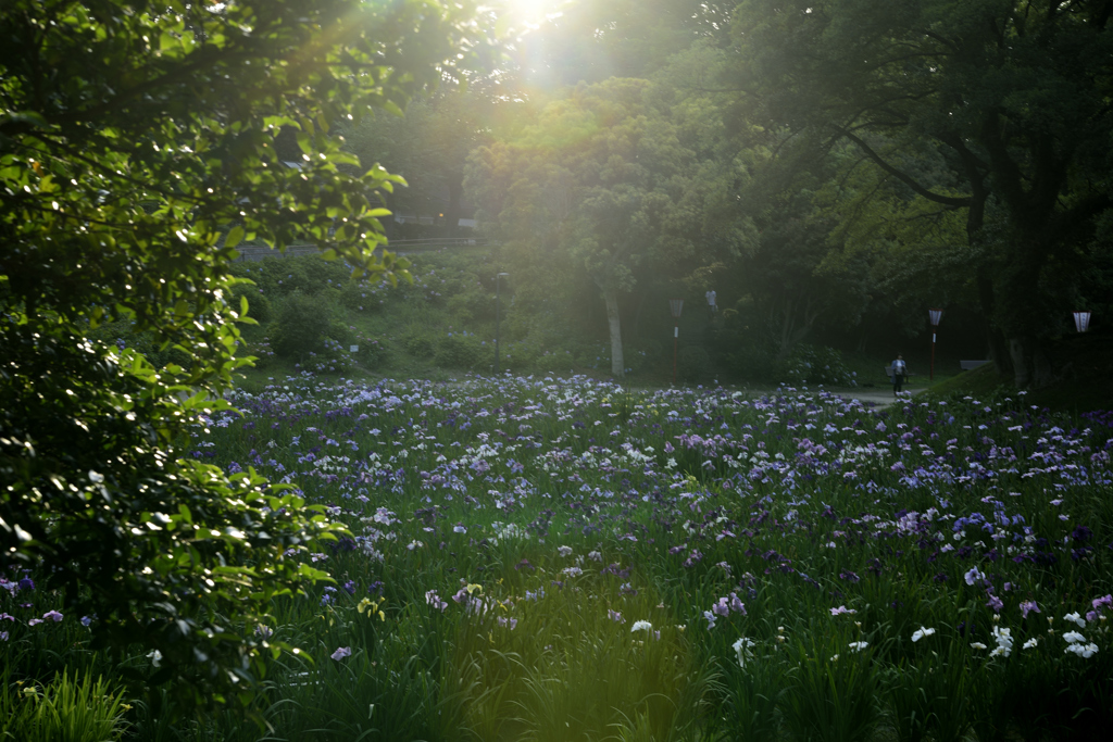 夕暮れの菖蒲園