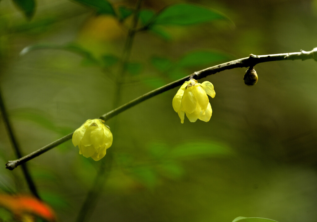 蝋梅 ②