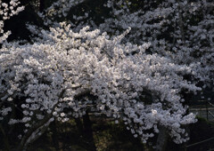 満開の輝き