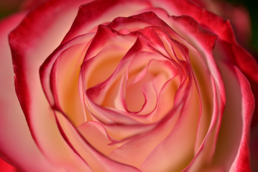 秋の薔薇　Ⅱ