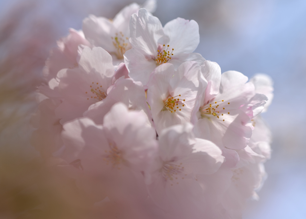 ほんのり桜色