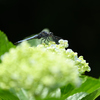 梅雨空にトンボもひと休み