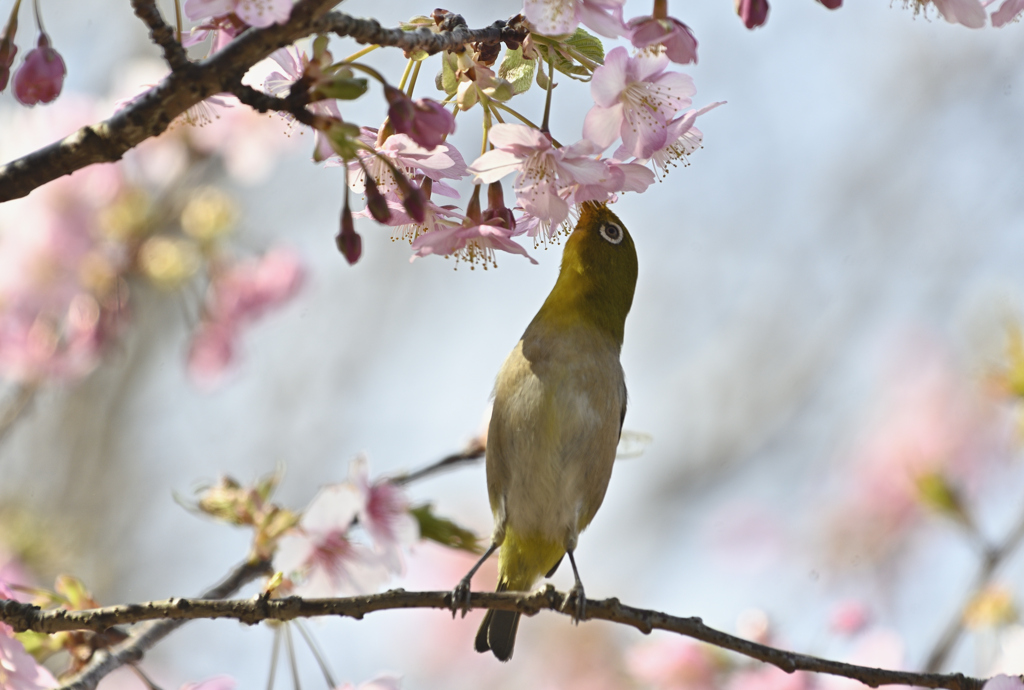 背伸びして