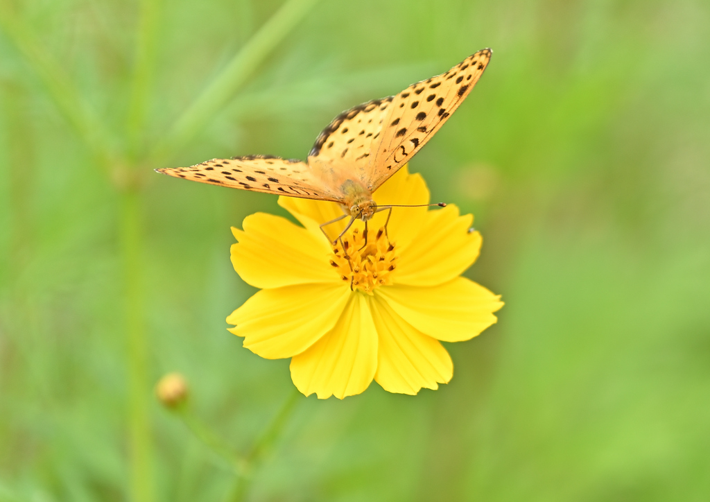 yellow×yellow