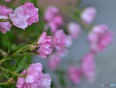 ちっちゃい薔薇