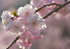 桜色に染まり