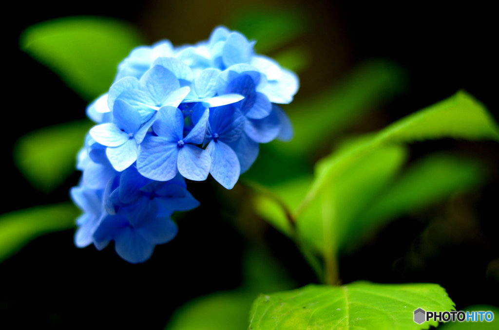 蒼輝
