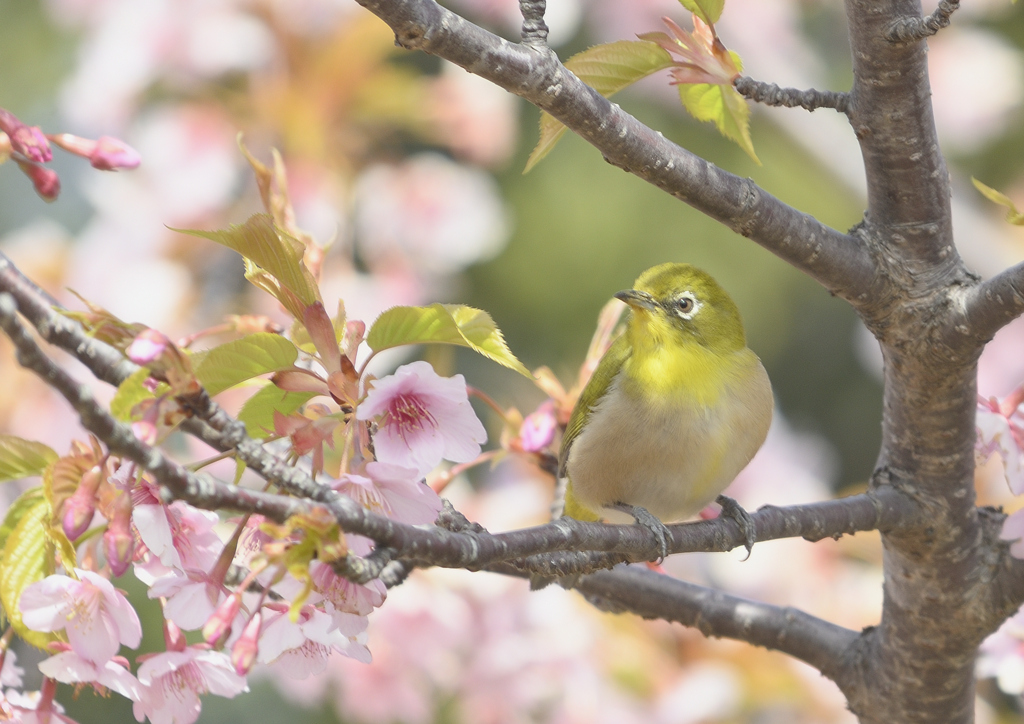 おや・・・ by TAIYOH (ID:13406920) - 写真共有サイト:PHOTOHITO