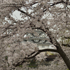 桜の窓から