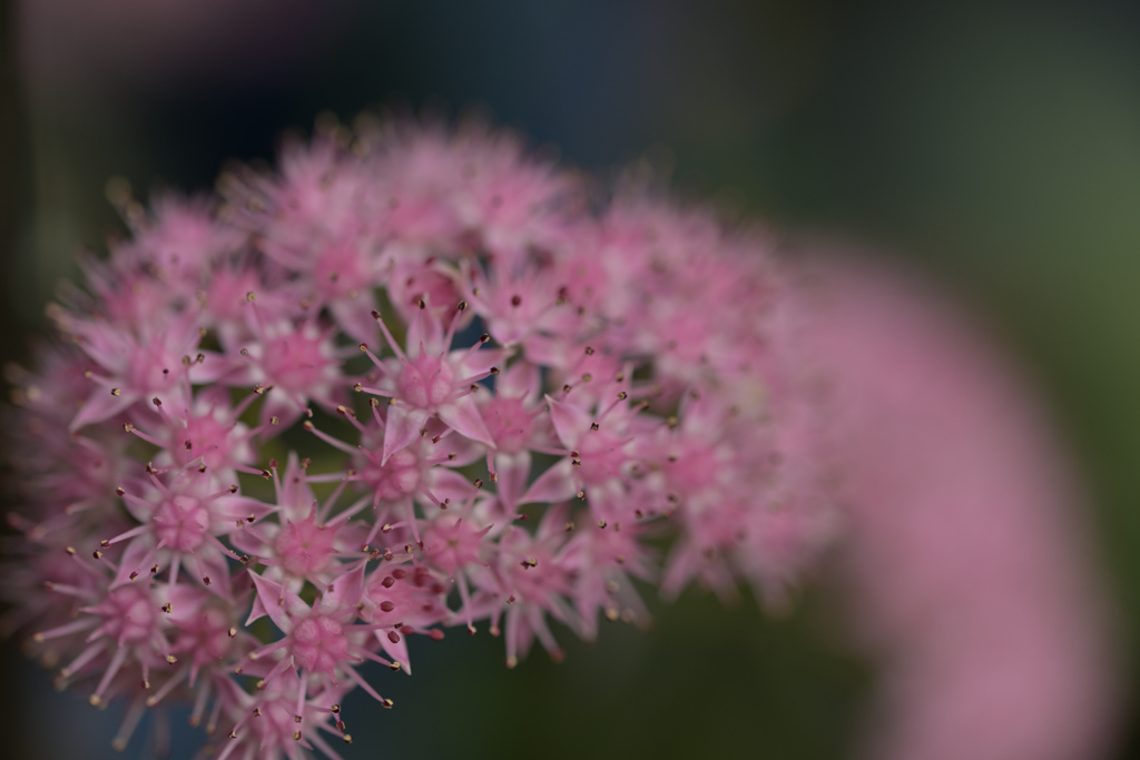 サボテンの花？