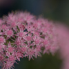 サボテンの花？