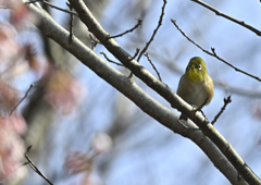 そろそろ春かな