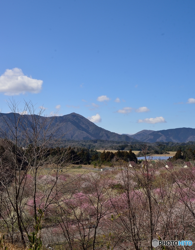 梅園の雲　Ⅱ