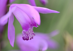 紫蘭咲く❶
