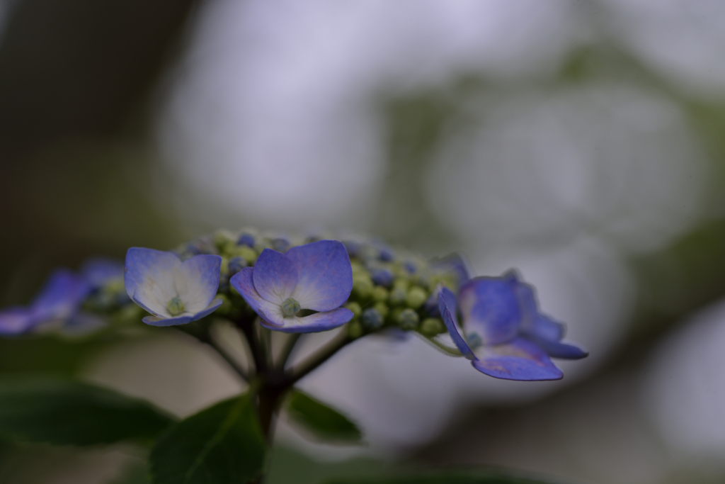 曇りのち雨