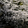 春・満開