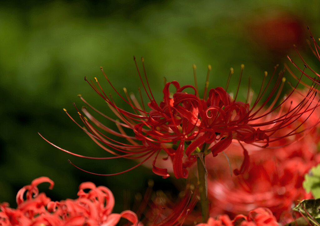 曼殊沙華の囁き