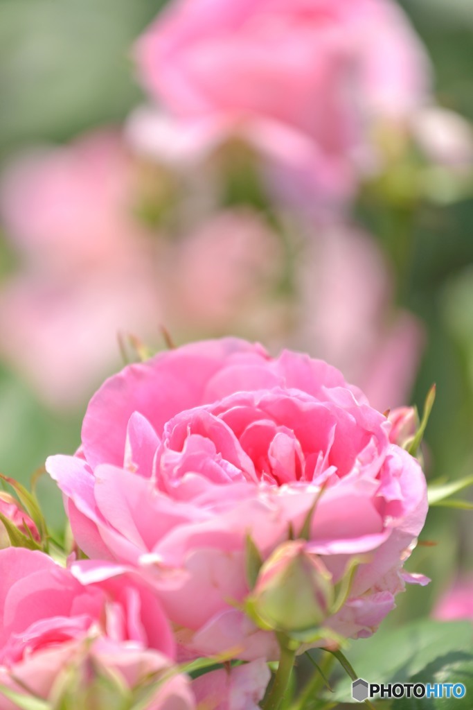 薔薇の香りに誘われて