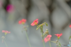 霞の中に