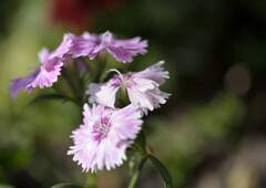 花の舞・撫子