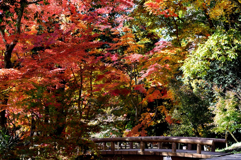 紅葉・架け橋