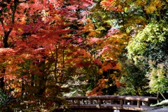 紅葉・架け橋