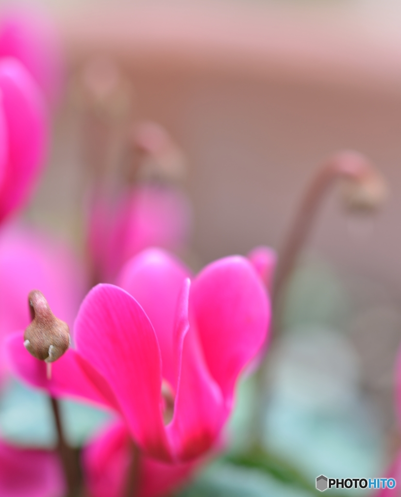 花家族