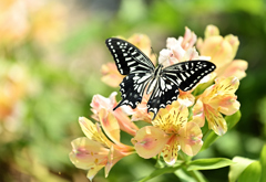 初夏の花畑❷