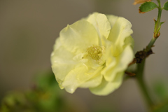 夏 薔薇 
