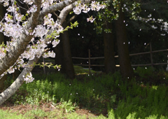 桜散る