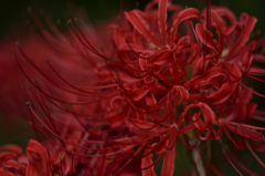 燃える紅