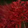 燃える紅