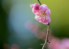 春風に誘われて