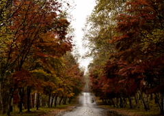秋雨の並木道