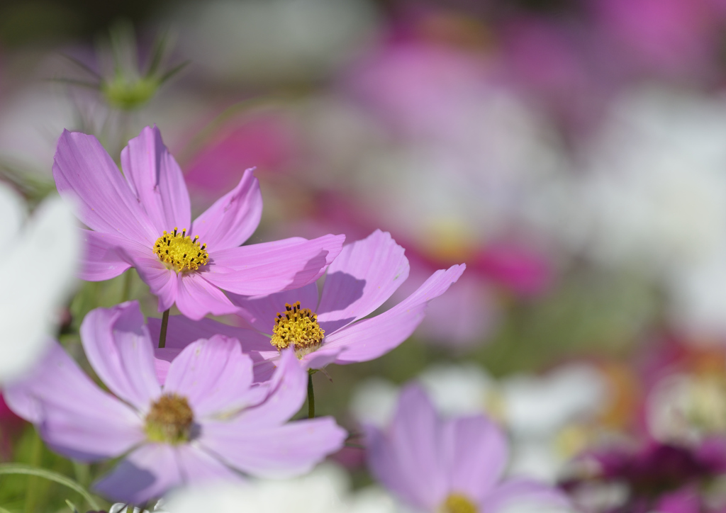 最後の秋桜