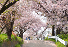 満開の散歩道