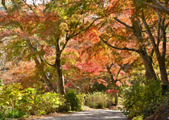 晩秋の散歩道