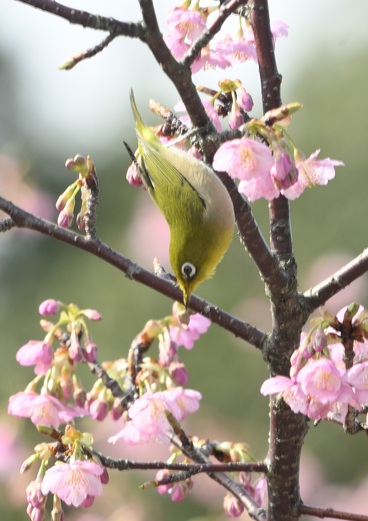 春が来たぞ