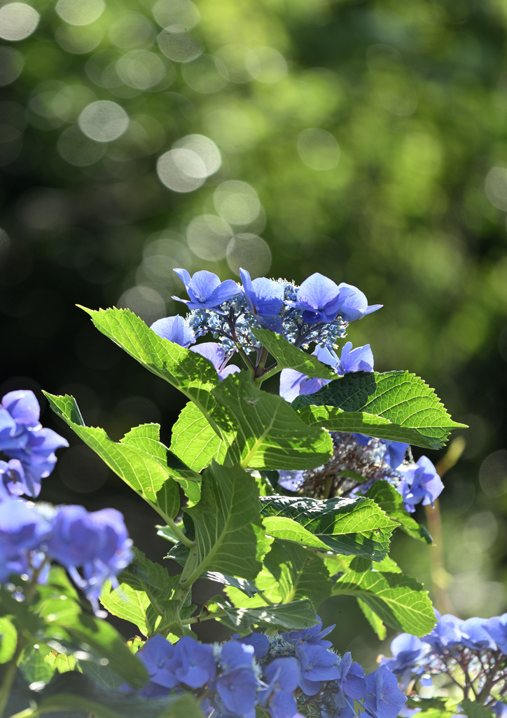 名残の紫陽花