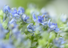 紫陽花の涙