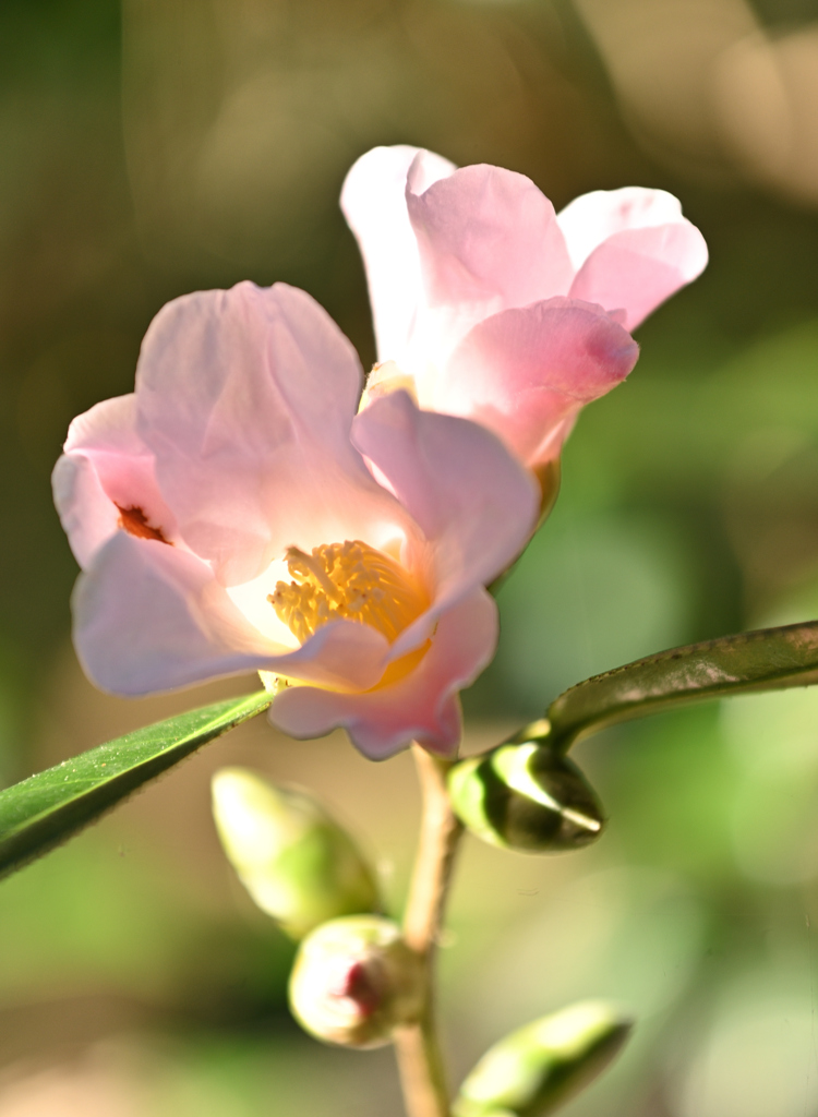 花灯