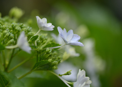 紫陽花