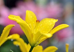 雨露の煌めき