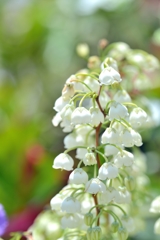 white bells