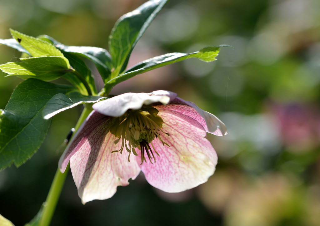 Christmas rose