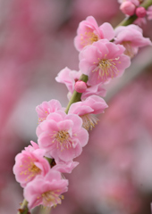 花灯り