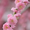 花灯り