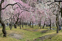 春の園❷