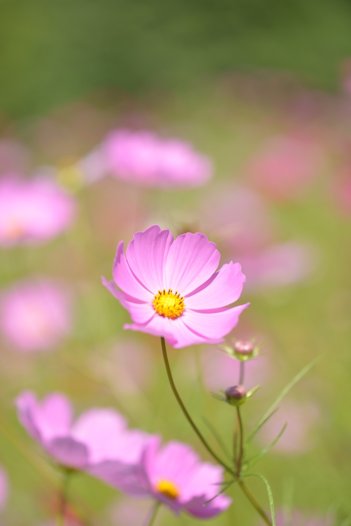 秋桜　Ⅱ