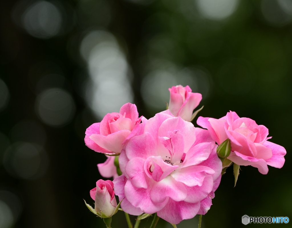 花家族